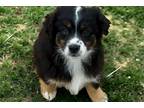 Miniature Australian Shepherd Puppy for sale in Tyler, TX, USA