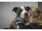 Adopt Hoss a Pit Bull Terrier