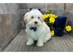 Havanese Puppy for sale in Fort Wayne, IN, USA