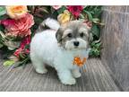 Havanese Puppy for sale in Fort Wayne, IN, USA