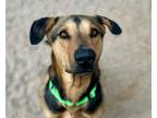 Adopt METROPOLIS* a German Shepherd Dog, Mixed Breed