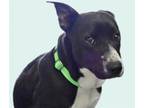 Adopt HAPPY a Pit Bull Terrier, Mixed Breed