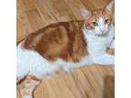 Adopt STANLEY a Domestic Short Hair, Tabby