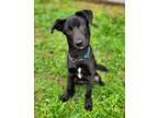 Adopt Mr. Magoo a Black Labrador Retriever, German Shepherd Dog