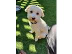 Adopt Carter a Maltipoo, Bichon Frise