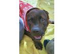 Adopt Deebo 11560 a Pit Bull Terrier