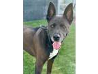 Adopt Sox a Labrador Retriever, Border Collie