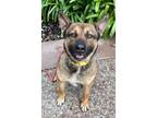 Adopt SHAUGHNESSY a German Shepherd Dog, Australian Cattle Dog / Blue Heeler