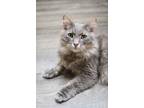 Adopt Sterling a Domestic Long Hair