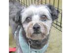 Adopt GARTH a Poodle, Schnauzer