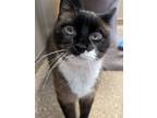 Adopt Chester a Snowshoe