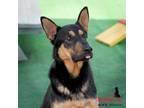 Adopt TITAN a German Shepherd Dog, Doberman Pinscher
