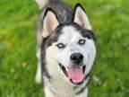 Adopt ROWAN a Husky