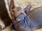 Sphynx