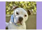 Adopt COLE / Y4 a Pit Bull Terrier