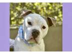 Adopt COLE a Pit Bull Terrier