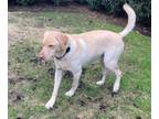 Adopt Buster #31 a Yellow Labrador Retriever