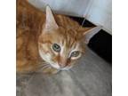 Adopt Cinnamon a Domestic Short Hair