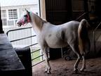 1/2 Arab/Paint/Pinto Mare for Sale