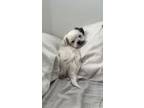 Adopt Bruno a Shih Tzu, Yorkshire Terrier