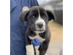 Adopt Bodhi a Border Collie