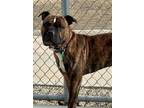 Adopt Gizmo a Boxer, Pit Bull Terrier