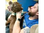 Adopt Randy a Pit Bull Terrier