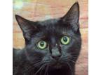 Adopt Vader a Bombay, Domestic Short Hair