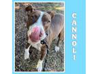 Adopt Cannoli a Pit Bull Terrier