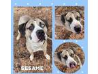 Adopt Sesame a Pit Bull Terrier, German Shepherd Dog