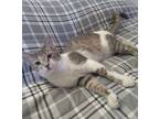 Adopt Tinsel a Tabby