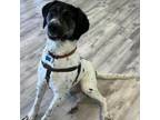 Adopt Walter a Pointer