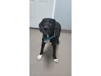 Adopt Simon a Labrador Retriever, Mixed Breed