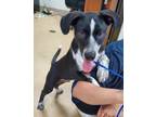 Adopt Bandit a Australian Cattle Dog / Blue Heeler, Mixed Breed