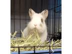 Adopt Trouble Puff a Netherland Dwarf