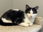 Adopt Gus a Domestic Short Hair