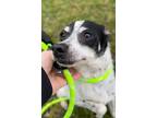 Adopt Vergil a Rat Terrier, Jack Russell Terrier