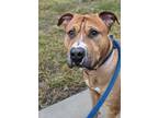 Adopt Sardi Fen a Pit Bull Terrier