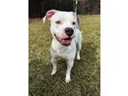 Adopt Colin L a Pit Bull Terrier
