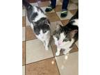 Adopt Leo and Zeus (bonded brothers) a Domestic Short Hair