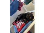 Adopt Clark a Domestic Short Hair