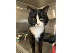 Adopt Mustang a Domestic Short Hair