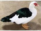 Adopt HARVEY a Duck