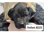 Adopt Nolan a Shar-Pei, Boxer