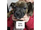 Adopt Edie a Boxer