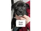 Adopt Evan a Boxer