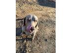 Adopt Goofy a Weimaraner