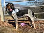 Adopt Boone a Bluetick Coonhound