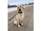 Adopt Dante a Yellow Labrador Retriever