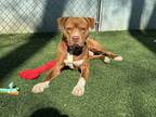 Adopt LeRoy a Pit Bull Terrier